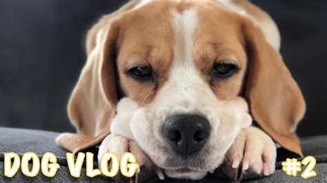 dog vlog|all about dogs videos.